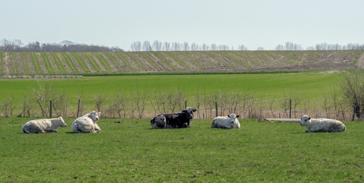 Sensacyjne odkrycie na polskim pastwisku! To prawdziwy skarb