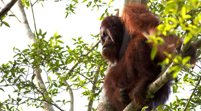 Rajska wyspa - Borneo