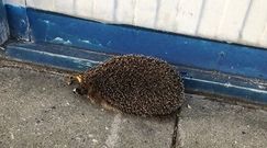 Jeżowi zakleszczył się ryjek. Pomógł mu czytelnik WP