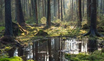 Niebezpieczne zdarzenie na pomorskich bagnach. Wezwano służby ratunkowe