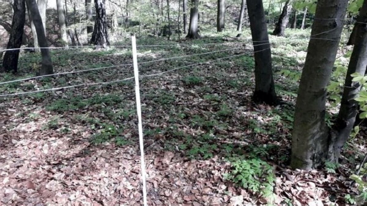 W lesie Nadleśnictwa Kielce (RDLP w Radomiu) w poprzek leśnej ścieżki nieznany sprawca rozciągnął stalowe linki. 