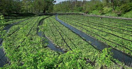 Nawet 1500 zł za kg. Jest najdroższa na świecie. Rośnie pod Radomiem