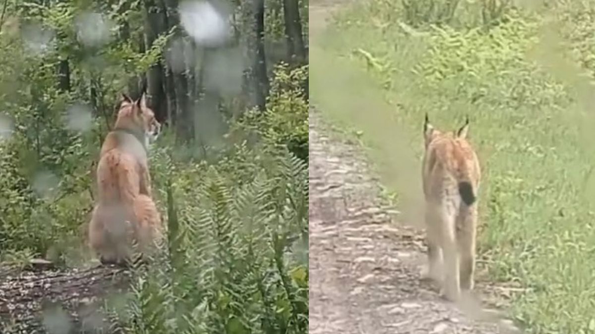 Wyjątkowe spotkanie w lesie. Zdarza się naprawdę rzadko. 
