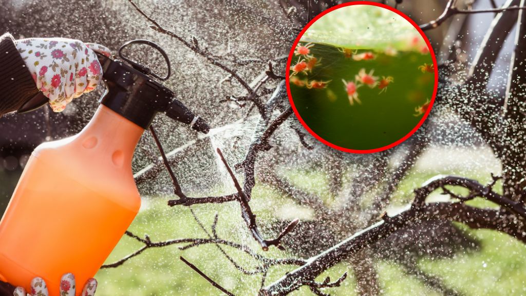 Oprysk drzew owocowych i iglaków