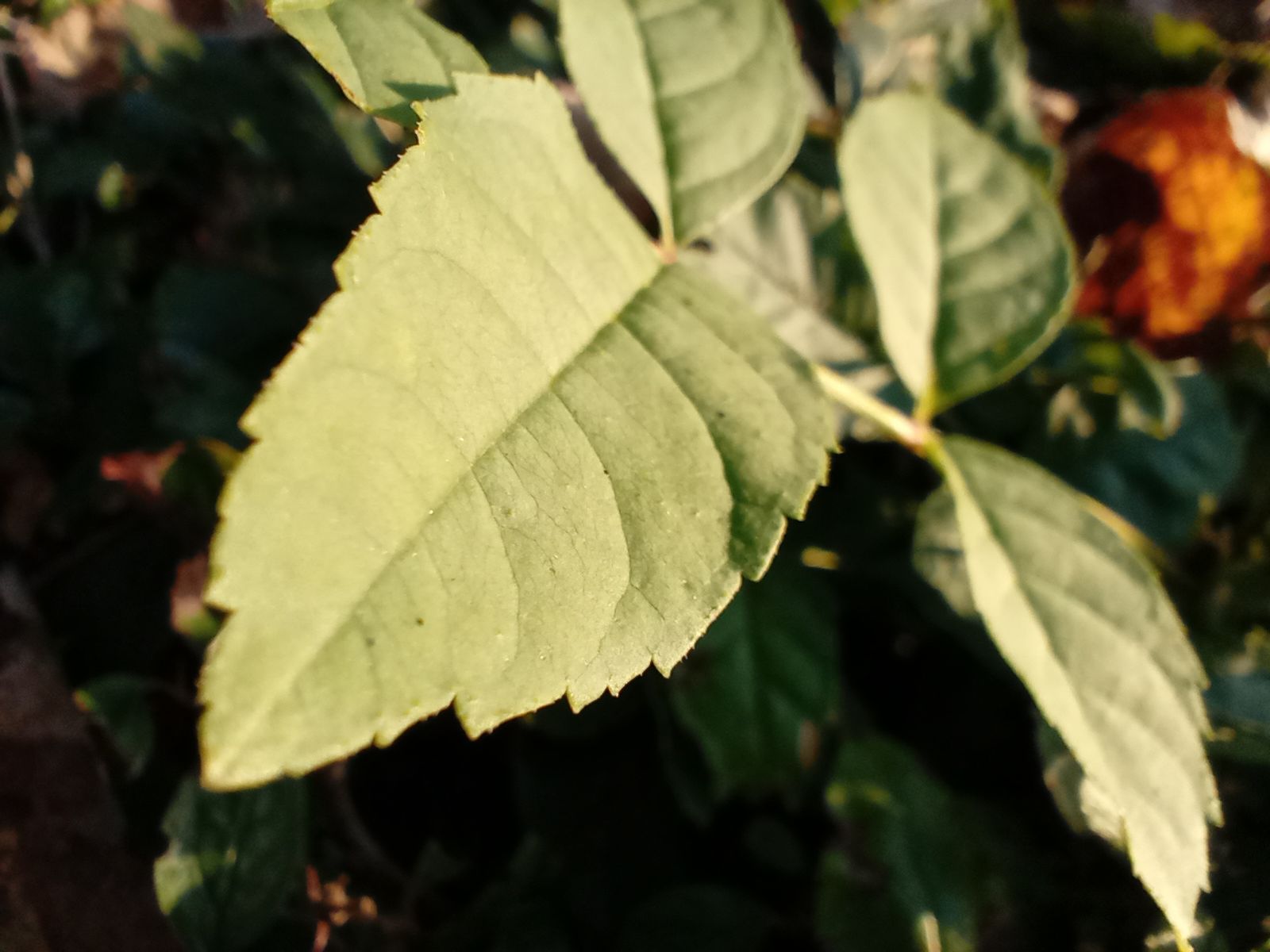 Motorola Moto G8 Power Lite: czy niższa cena wynagradza kompromisy? [Test] 13