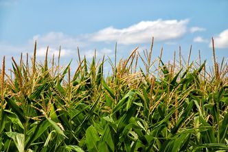 Startowe nawożenie kukurydzy