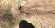 Jaszczurka dopadła królika w norze na polu golfowym