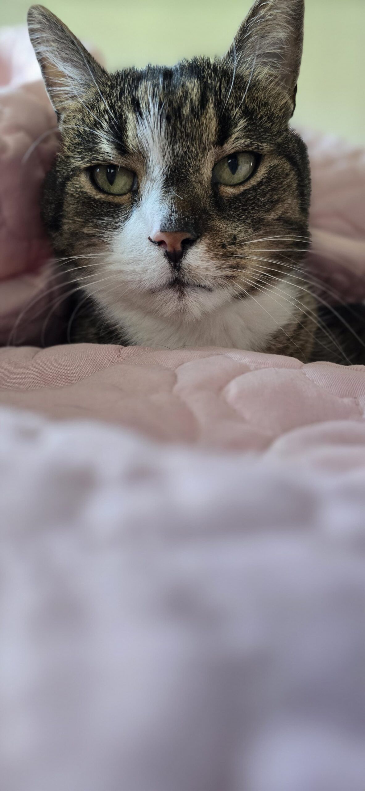 Ten słodki nosek potrafi wyczuć swojego właściciela z daleka.