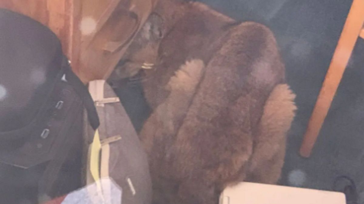 Puma została zamknięta w klasie