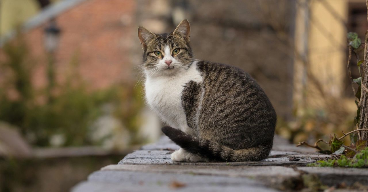 Toruń: Konflikt o dokarmianie kota Bolka. W grze: sąsiedzi, wspólnota mieszkaniowa, prawnik. Adwokat Anita Engler: problem powszechny