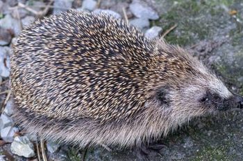 Pomalowali jeża na niebiesko w Wielkiej Brytani. Zwierzę nie przeżyło