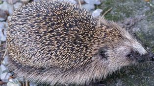 Pomalowali jeża na niebiesko w Wielkiej Brytani. Zwierzę nie przeżyło