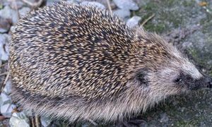 Pomalowali jeża na niebiesko w Wielkiej Brytani. Zwierzę nie przeżyło