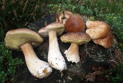 Wysyp grzybów w polskich lasach. Czytelnicy się chwalą