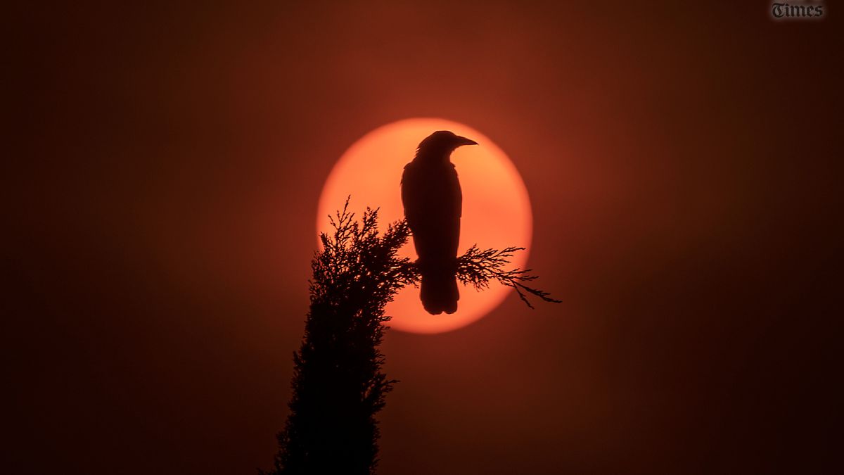 Kruk, pomarańczowe niebo i Słońce. Oto symbol pożarów w Kalifornii 1