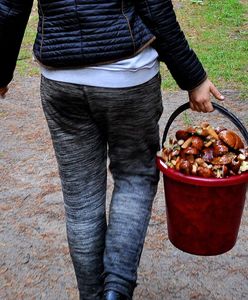 Gdzie są borowiki, a gdzie maślaki? Grzybiarze podpowiadają