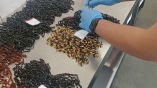 Grzechotki: Przemyt naszyjników z bursztynu. Zatrzymano obywateli Rosji