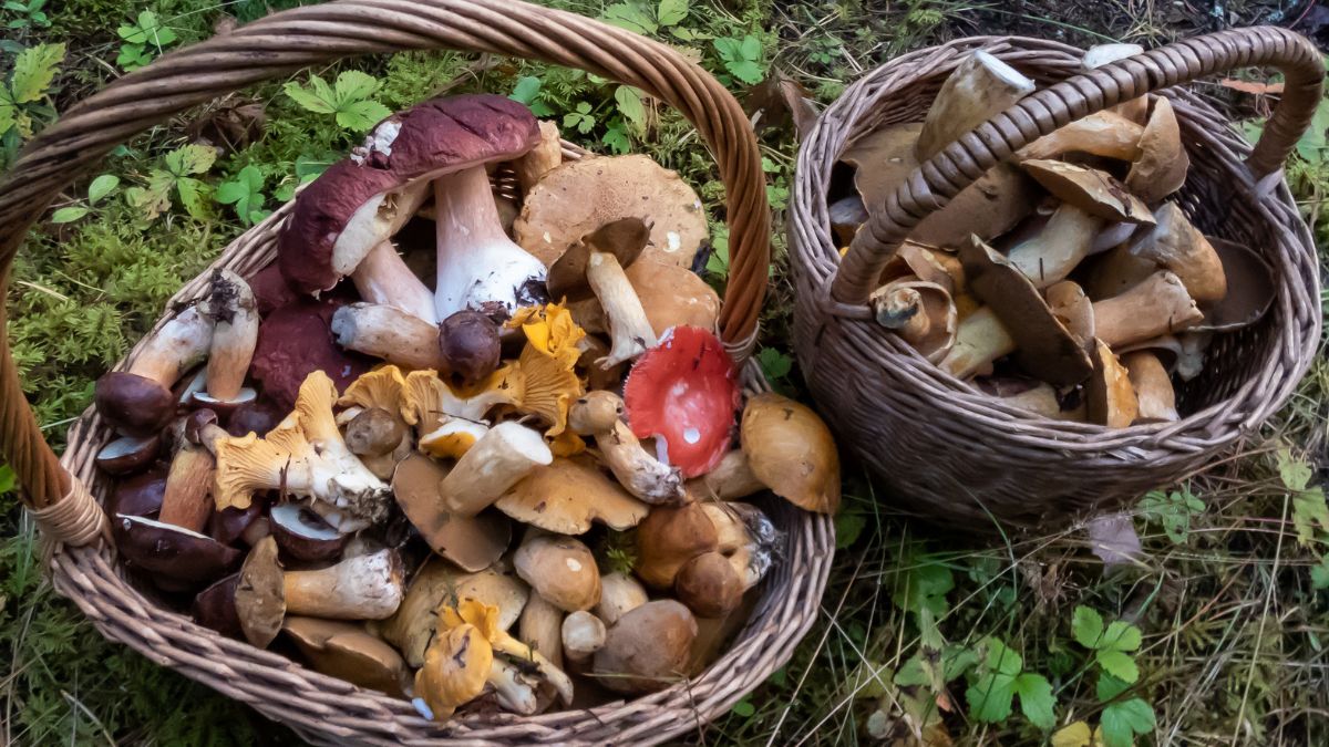 Raporty od grzybiarzy zwiększają szanse na pełne kosze
