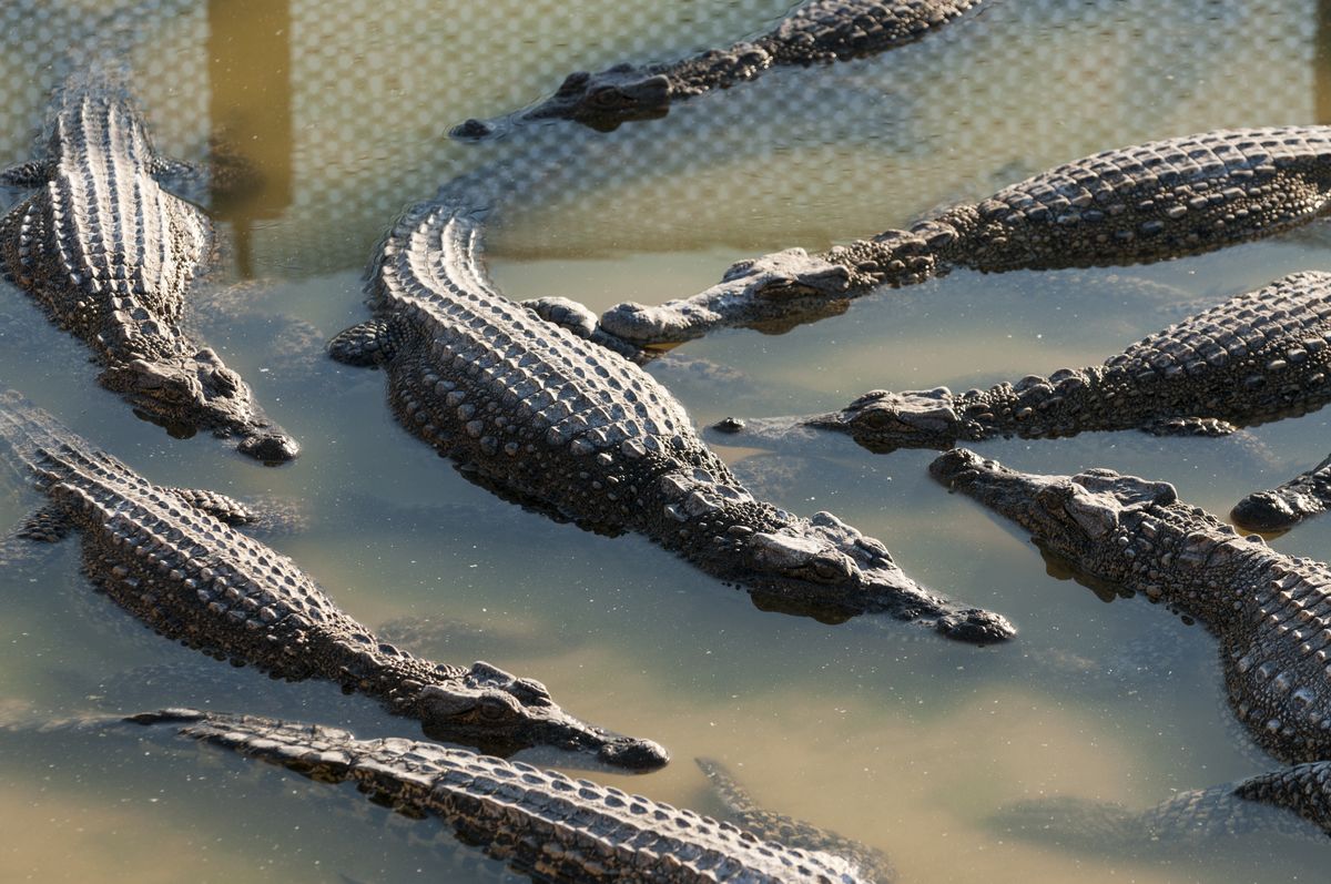 Krokodyle w wodzie/ zdjęcie ilustracyjne