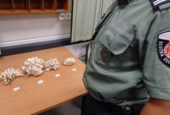 Wpadli na granicy przez egzotyczne gadżety. Oto co wykryły służby