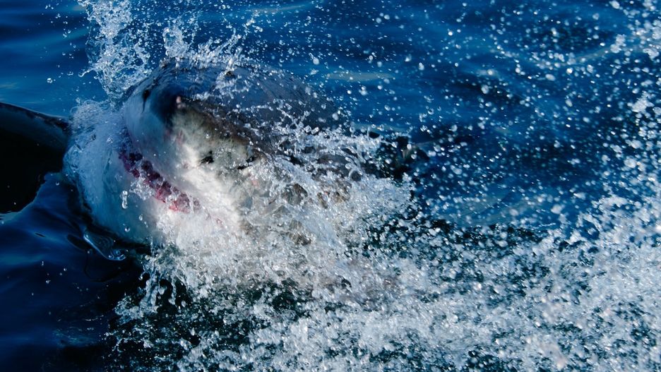 Gro?ny rekin
Splash. DRAMATIC images capture a huge 14 foot-long Great White shark hurtling through the air after it breached the water in search of a tasty meal. The action shots show the 2,000lb shark launching itself into the air as water is sprayed everywhere. Other stunning pictures and video delve underwater and show a different Great White shark swimming through the ocean and exploring the diver in a cage. The incredible breach was captured in False Bay, South Africa by photographer David Nazareno Barragan (33), from Barcelona, Spain who also filmed the Great Whites underwater in Isla Guadalupe, Mexico. David Nazareno Barragan / mediadrumworld.com
David Nazareno Barragan / mediad