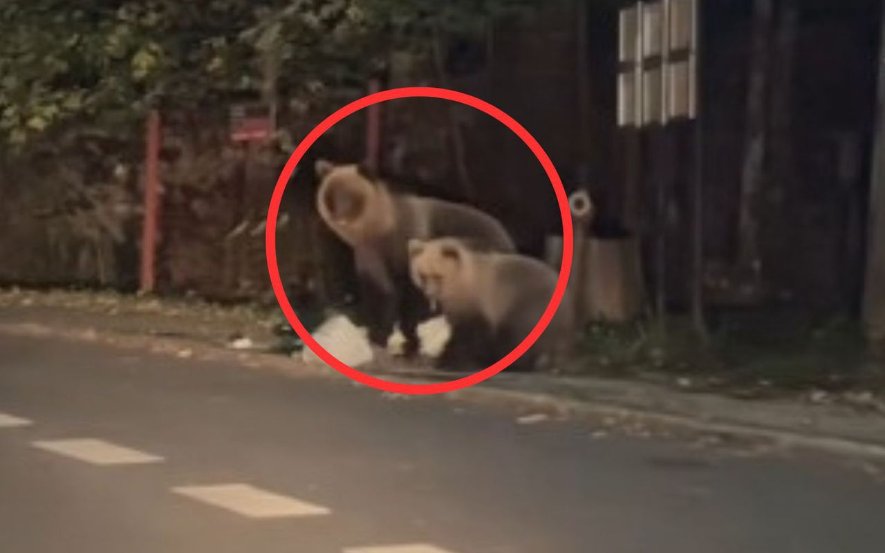 Niedźwiedzie przyłapane na gorącym uczynku. Nagle zaczęły biec