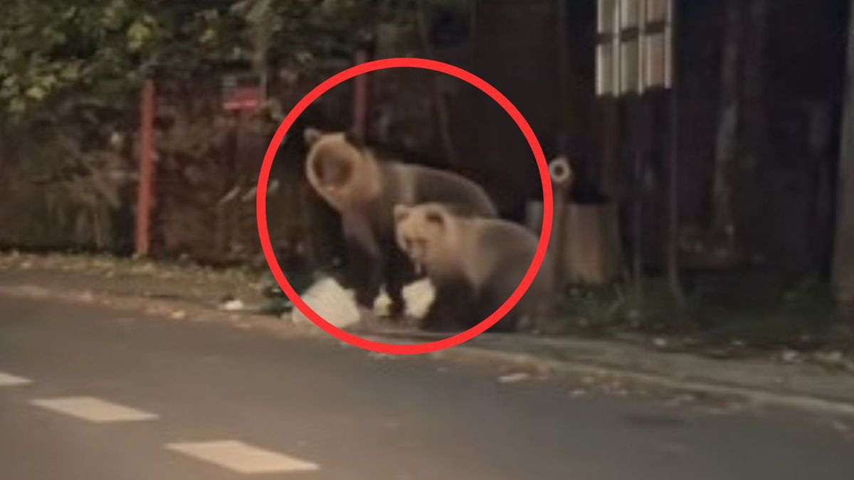 Nagrał niedźwiedzie na przystanku