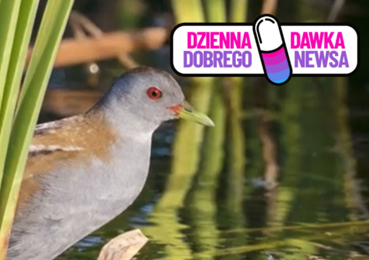 Niepozorny ptak z niezwykłym talentem. Mieszka w Polsce