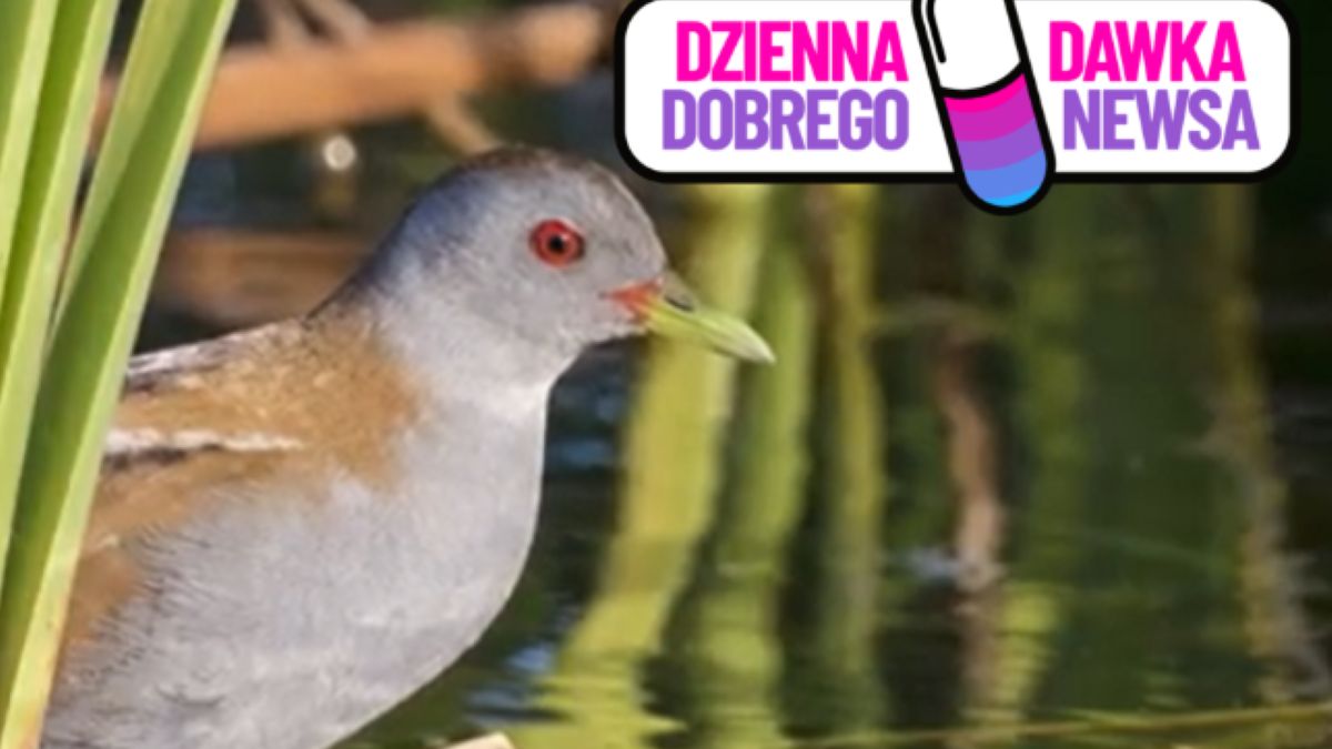 Zielonka to ptak z niezwykłym talentem