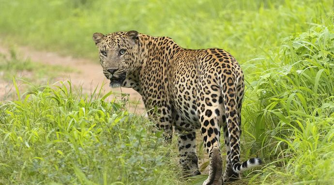 Dynastia lampartów. Rana władca Parku Jhalana