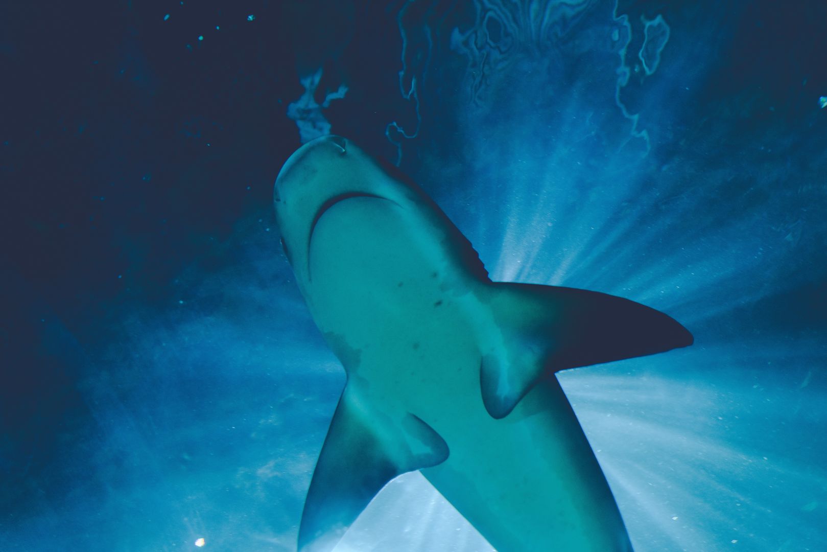 Kokainowe rekiny żerują u wybrzeży Florydy? Naukowcy ostrzegają