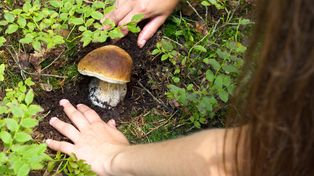 Najpiękniejsze pojezierze na Śląsku. Wiosną odpoczywamy w cieniu drzew, jesienią ludzie przyjeżdżają na grzyby