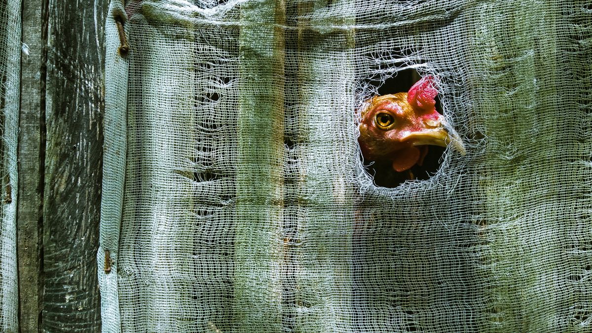 Uwaga na backdoor more_eggs, fot. Pexels