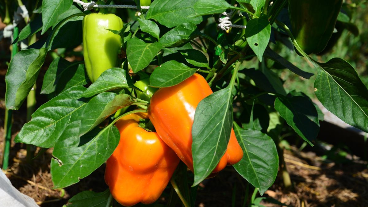bunch of organic Orange and Green Bell Peppers Growing on a Plant
bunch of organic Orange and Green Bell Peppers Growing on a Plant
Irina Khabarova