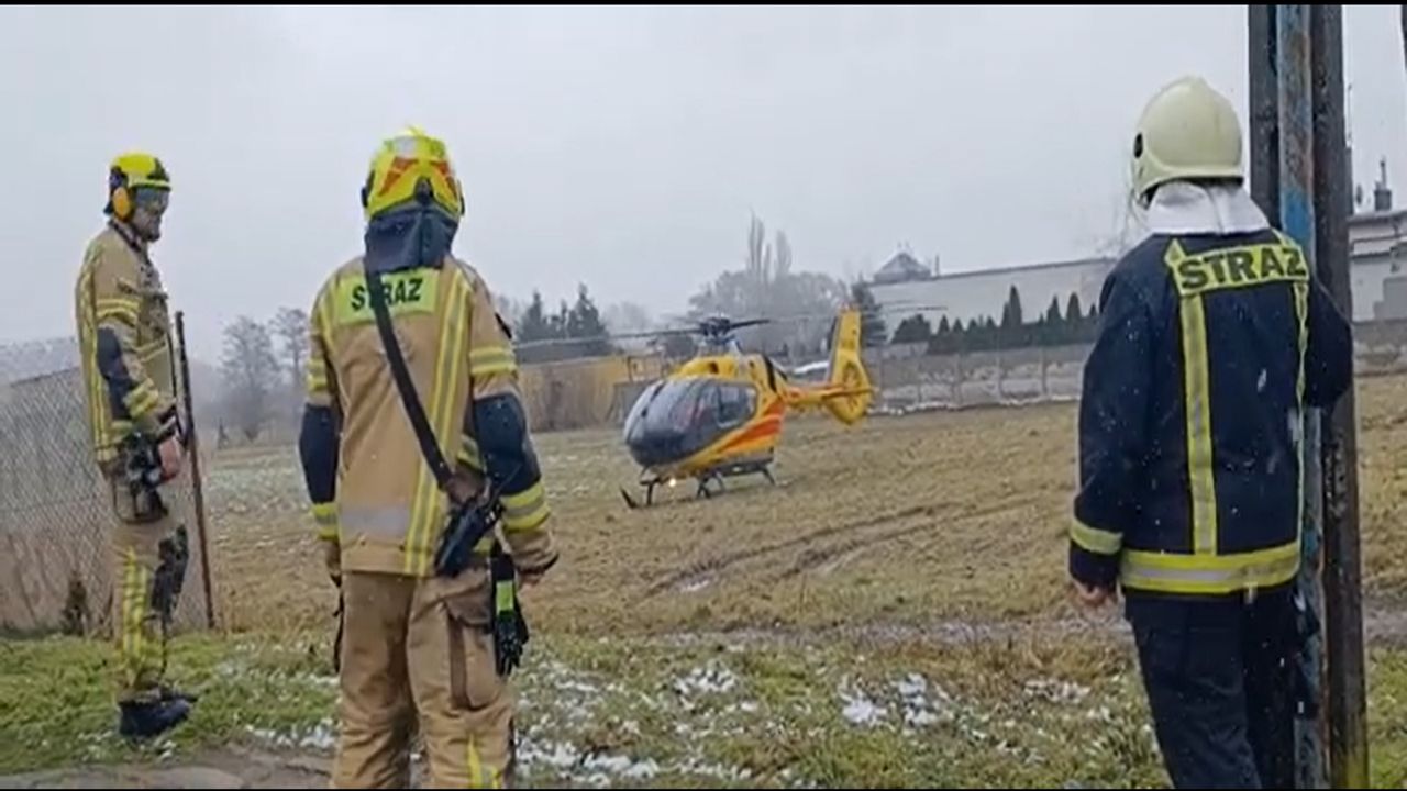 Byki zaatakowały mężczyznę. Tragedia w Wielkopolsce