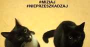 Światowy Dzień Kota 2020 – świętujemy, rozpieszczamy, adoptujemy!