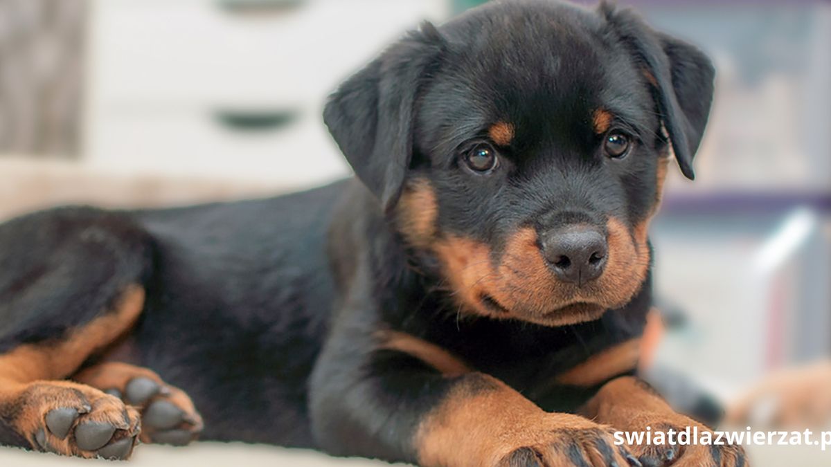 Czy w Polsce trzeba mieć pozwolenie na rottweilera?