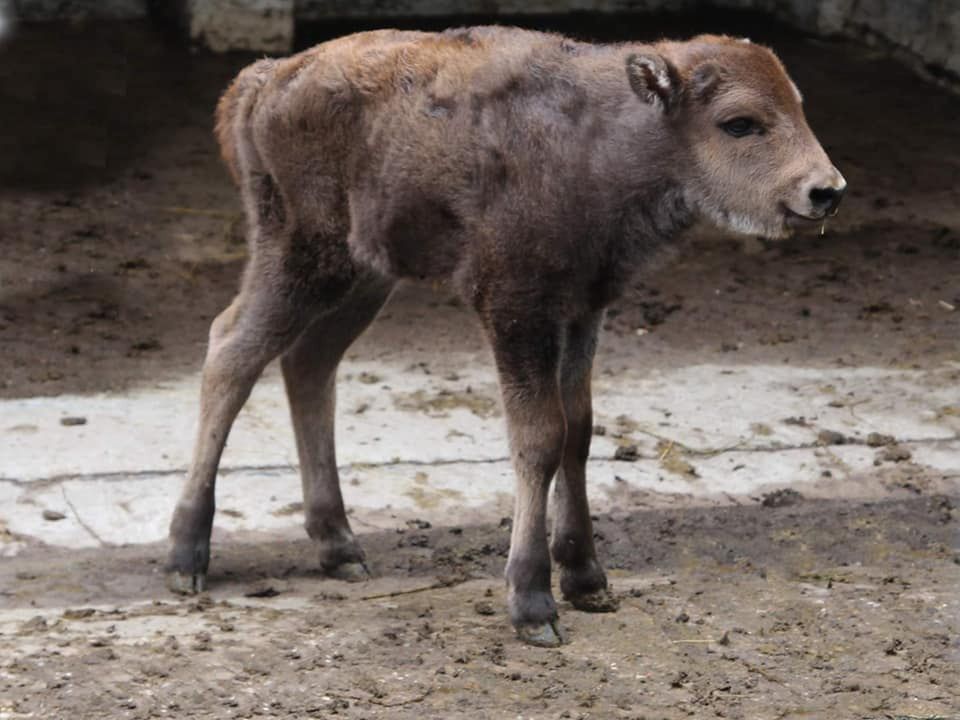 Warszawa. W zoo na świat przyszła żubrzyczka 