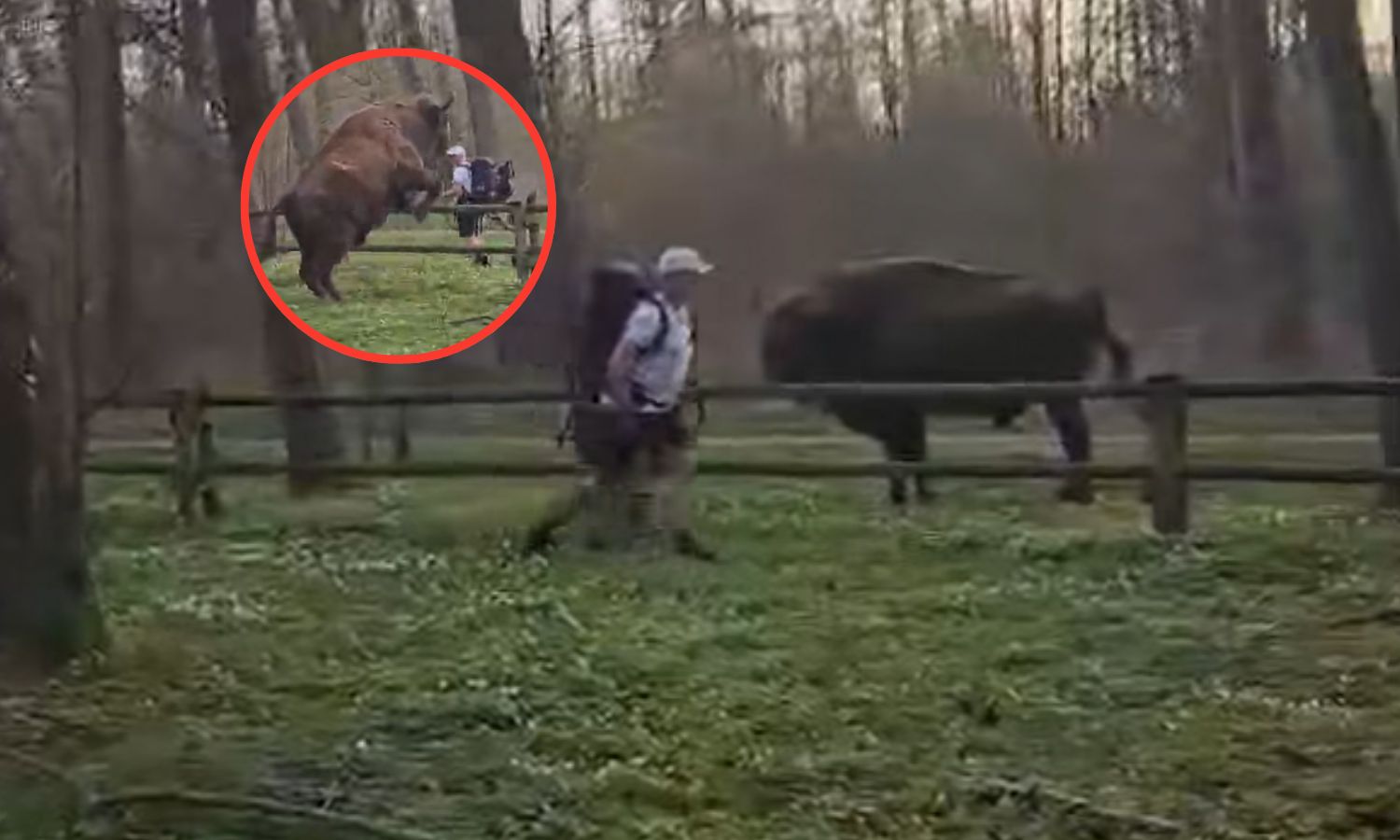 Turysta myślał, że żubr nic nie zrobi. Nagranie szybko obiegło sieć