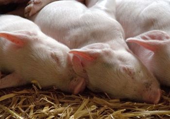 ASF wraca – potwierdzono pierwsze ognisko u świń w 2025 roku