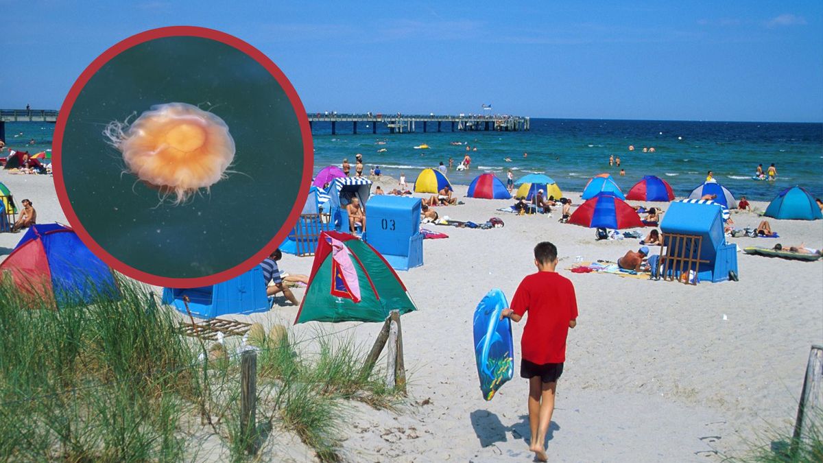 Inwazja meduz na Bałtyku? Niemcy ostrzegają