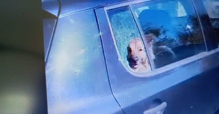 Szklarska Poręba. Policjanci wybili szybę ratując psa z nagrzanego samochodu