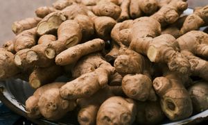 Rewolucja w rolnictwie? Naukowcy tworzą polską odmianę imbiru