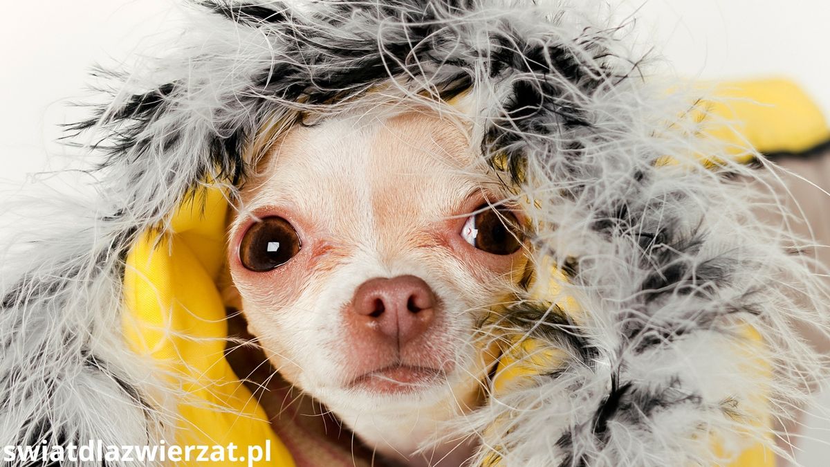 Dlaczego pies się trzęsie?