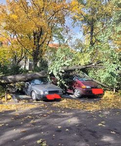 Wichura szaleje! Zniszczone samochody, przewrócone drzewa i uszkodzona katedra