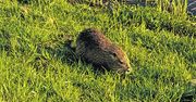 Dzień Gatunków Inwazyjnych w Radzionkowie