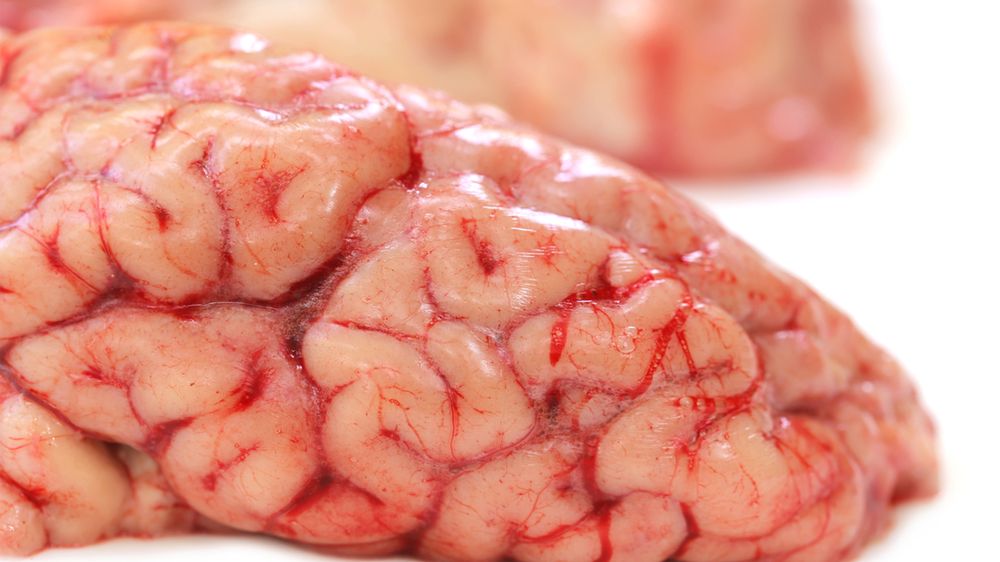 Surowy mózg wołowy