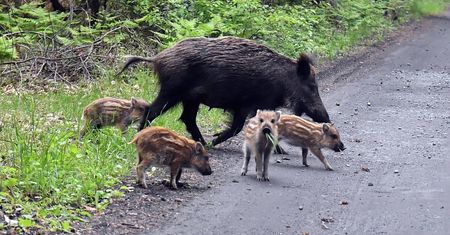 Nowe przypadki ASF. Odstrzał dzików w powiecie piotrkowskim
