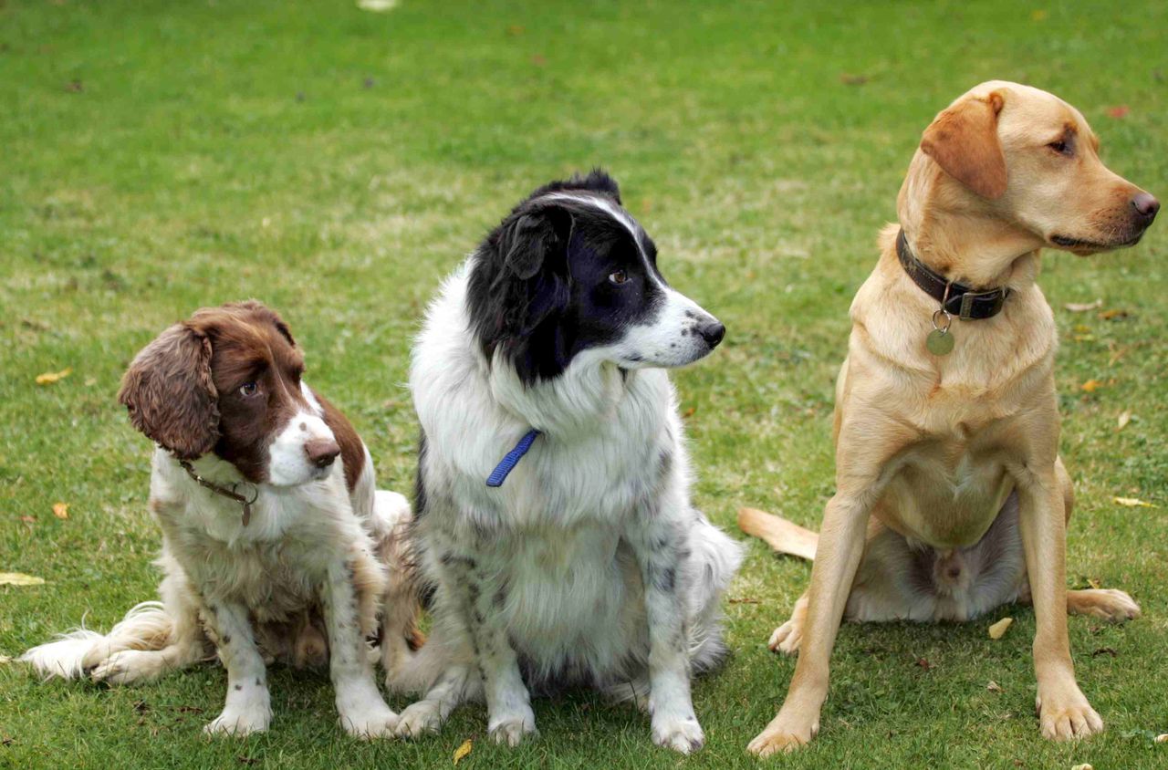 Czy psy będą mówić? To może wpłynąć na rozwój robotyki