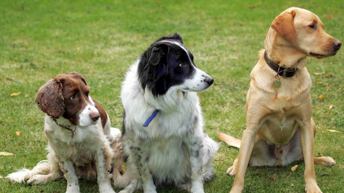 PRISTON, UNITED KINGDOM - OCTOBER 10: Three dogs, left to right, a Springer Spaniel, Border Collie cross mix and a Red Fox Labrador, all look in the same direction as they sit by command in a garden on October 10, 2005 in Somerset, England. Recent figures show that there are approximately 13 million dogs in the UK, making them the most common owned pets with over a third of of households in the UK owning a pet dog. Dog ownership rose dramatically during the COVID-19 pandemic. (Photo by Matt Cardy/Getty Images)